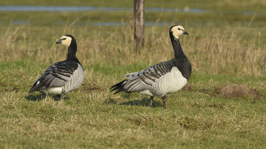 Barnacle Gooseadult