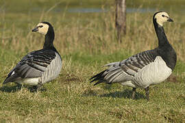 Barnacle Goose