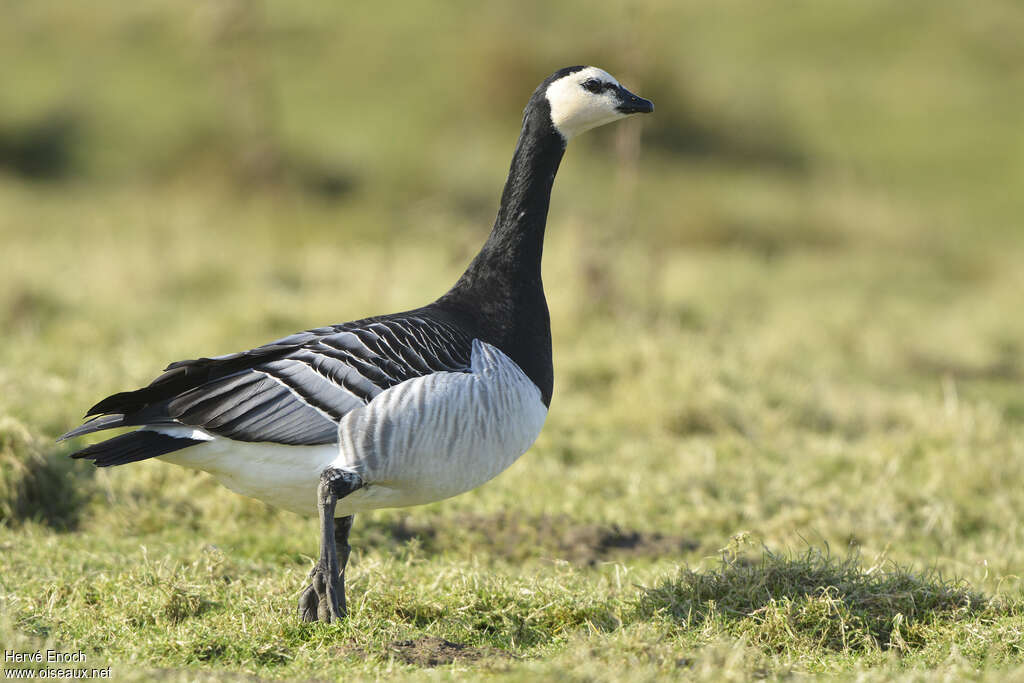 Barnacle Gooseadult, identification