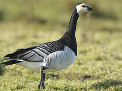 Barnacle Goose