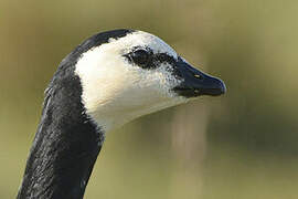 Barnacle Goose