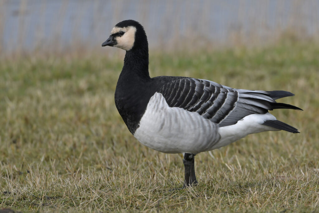 Barnacle Gooseadult, identification