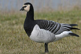 Barnacle Goose