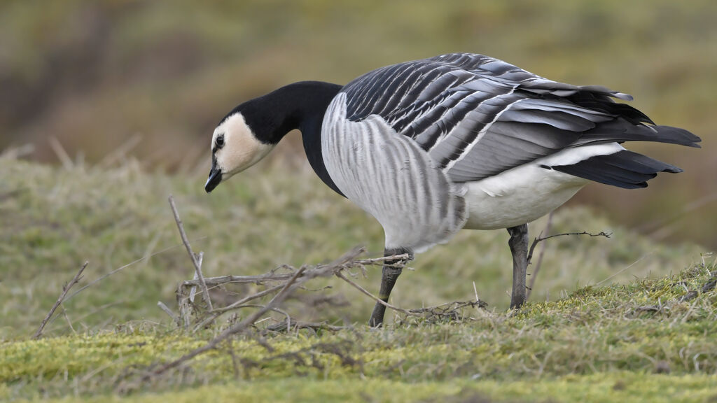 Barnacle Gooseadult, identification