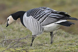 Barnacle Goose