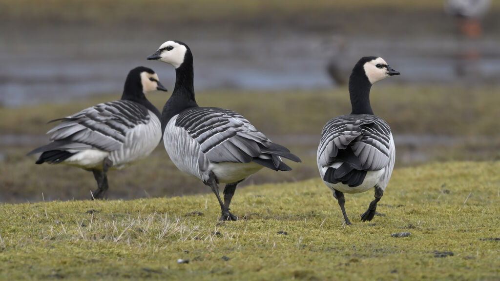 Barnacle Gooseadult