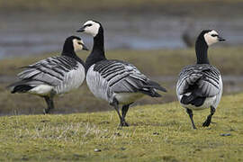 Barnacle Goose