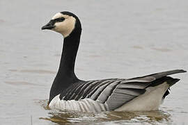 Barnacle Goose