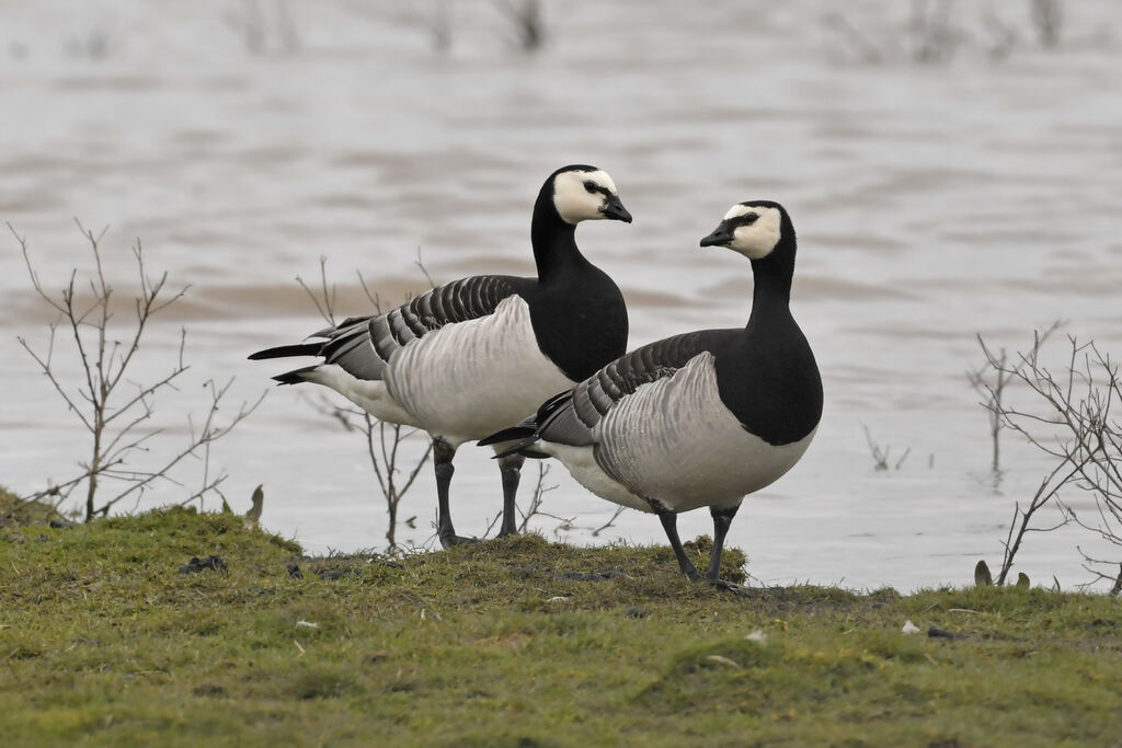 Barnacle Gooseadult