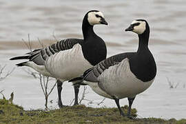 Barnacle Goose