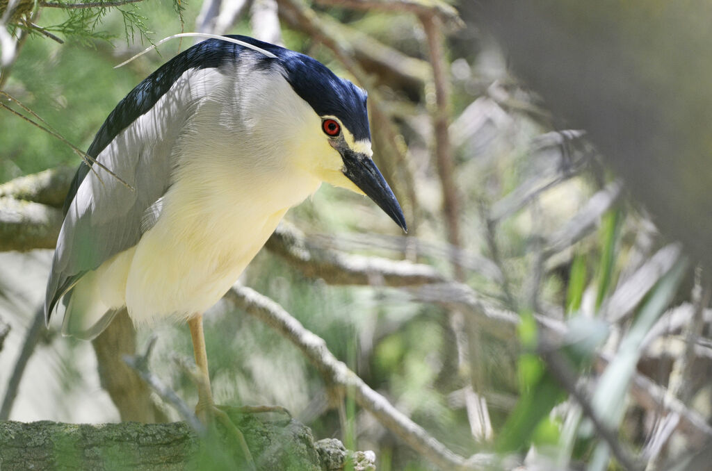 Black-crowned Night Heron