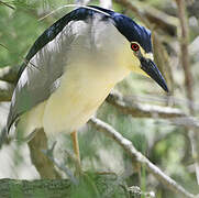 Black-crowned Night Heron