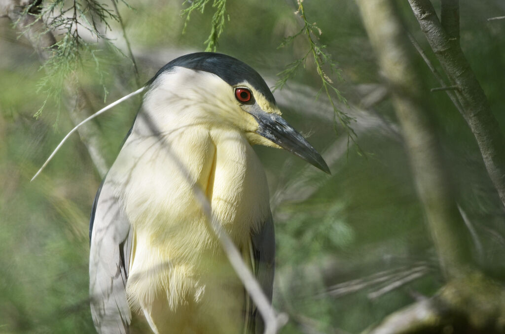 Black-crowned Night Heron, identification