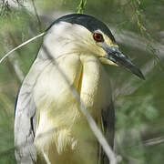 Black-crowned Night Heron