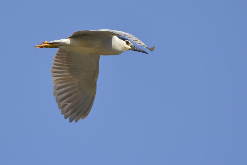 Black-crowned Night Heron, Flight