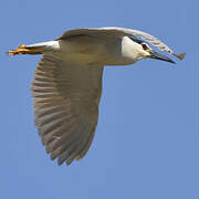 Black-crowned Night Heron