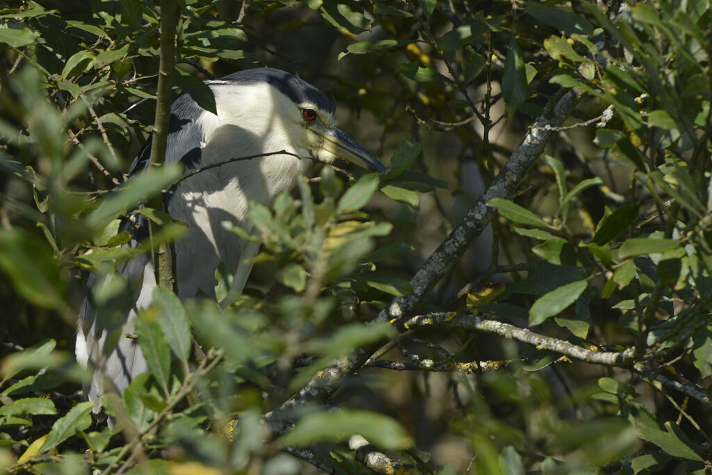 Black-crowned Night Heron, Behaviour