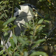 Black-crowned Night Heron