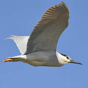 Black-crowned Night Heron