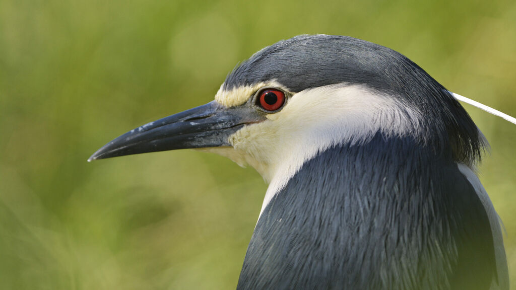 Black-crowned Night Heron