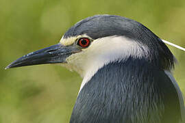 Black-crowned Night Heron