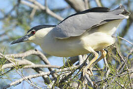 Black-crowned Night Heron