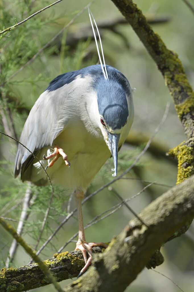 Bihoreau gris