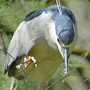 Black-crowned Night Heron