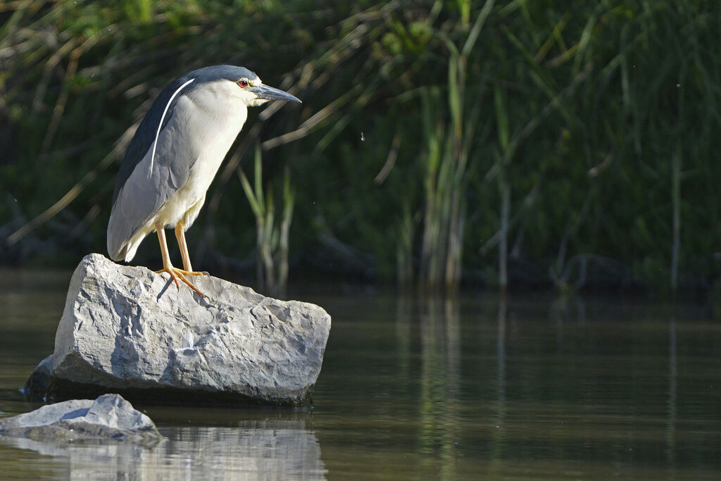 Black-crowned Night Heronadult, identification