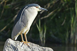 Black-crowned Night Heron