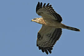 European Honey Buzzard