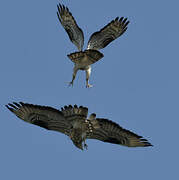 European Honey Buzzard