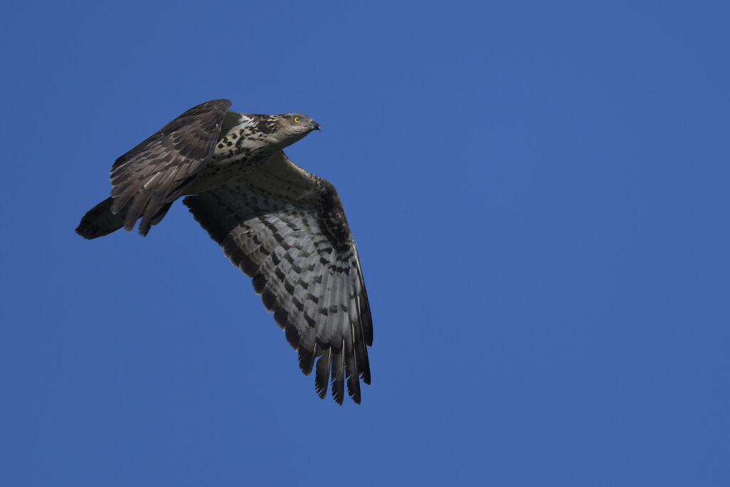 European Honey Buzzard female adult, identification, Flight