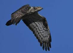 European Honey Buzzard