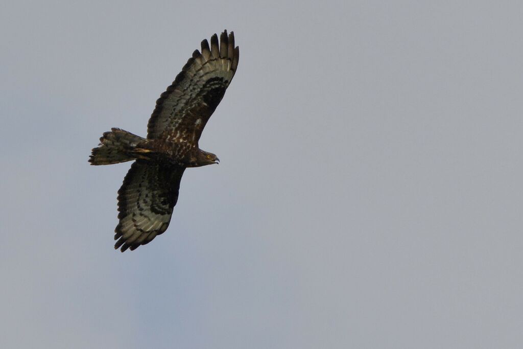 European Honey Buzzard, Flight