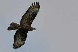 European Honey Buzzard