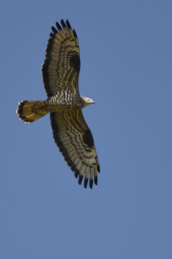 European Honey Buzzard male adult, identification