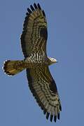 European Honey Buzzard