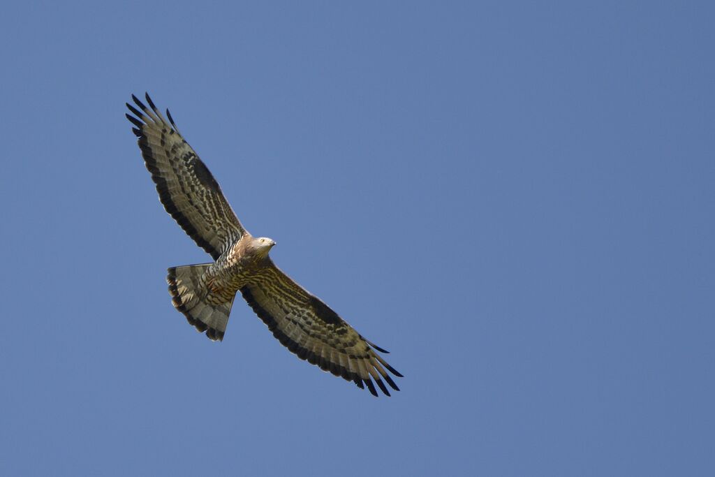 European Honey Buzzard male adult, Flight