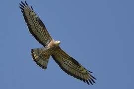 European Honey Buzzard