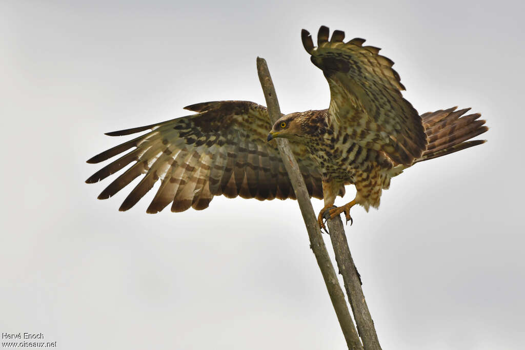 European Honey Buzzardjuvenile, identification