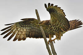 European Honey Buzzard