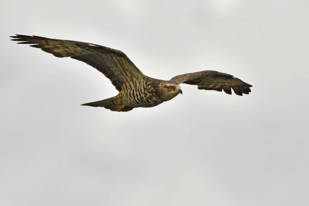 European Honey Buzzard female, Flight