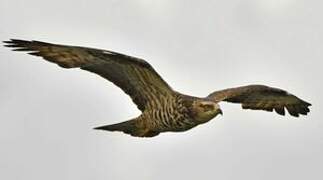 European Honey Buzzard