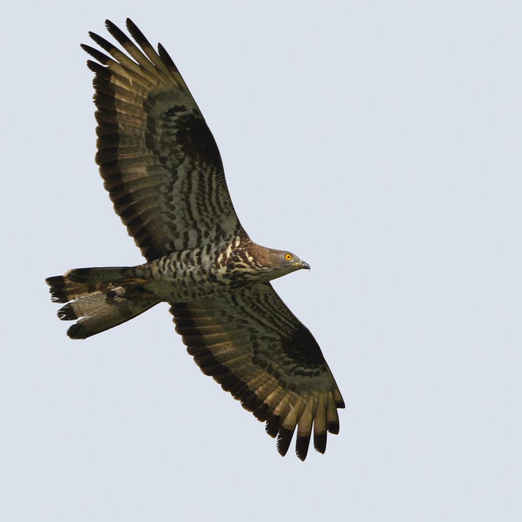 European Honey Buzzard male adult, identification