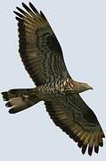 European Honey Buzzard