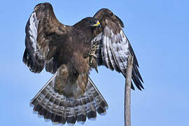 European Honey Buzzard