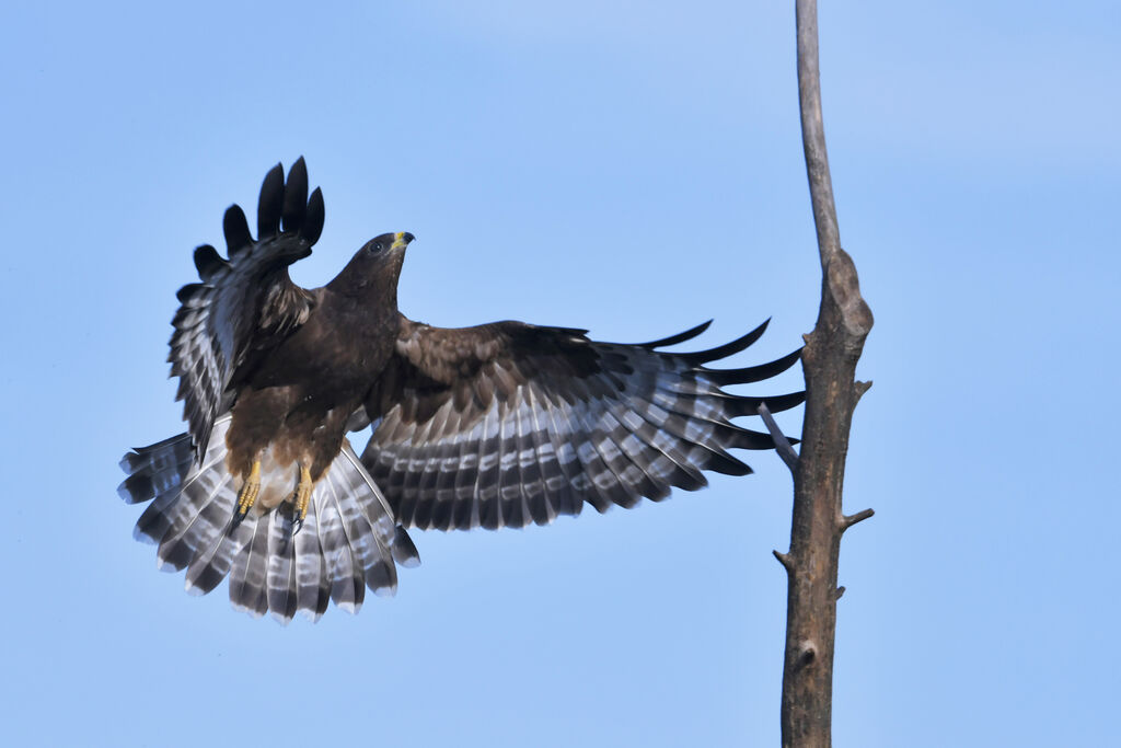 European Honey Buzzardjuvenile, Flight