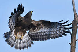 European Honey Buzzard