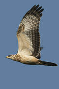 European Honey Buzzard